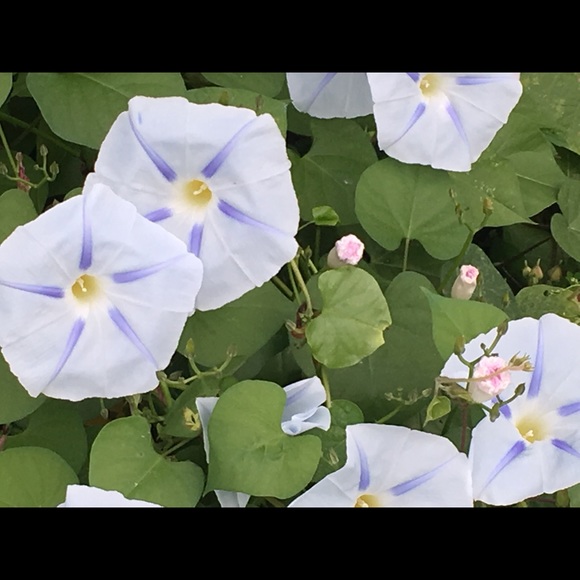 🌹🌹🌹🌹🌹🌹🌹🌹🌹🌹🌹🌹🌹🌹🌹🌹 - Picture 3 of 12